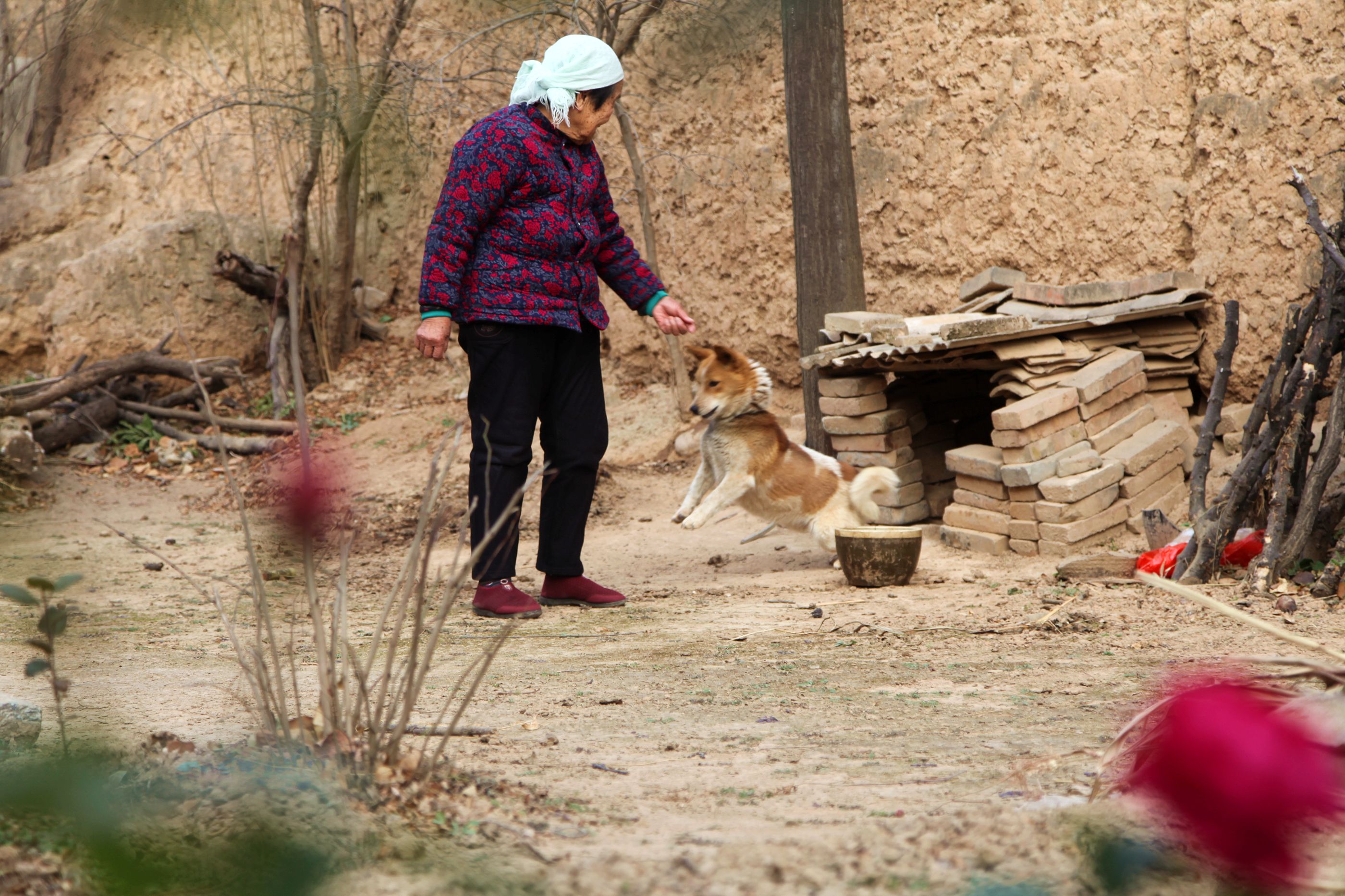 78岁农村老人,家养"小野货"做保镖样子象狐狸,看是个啥