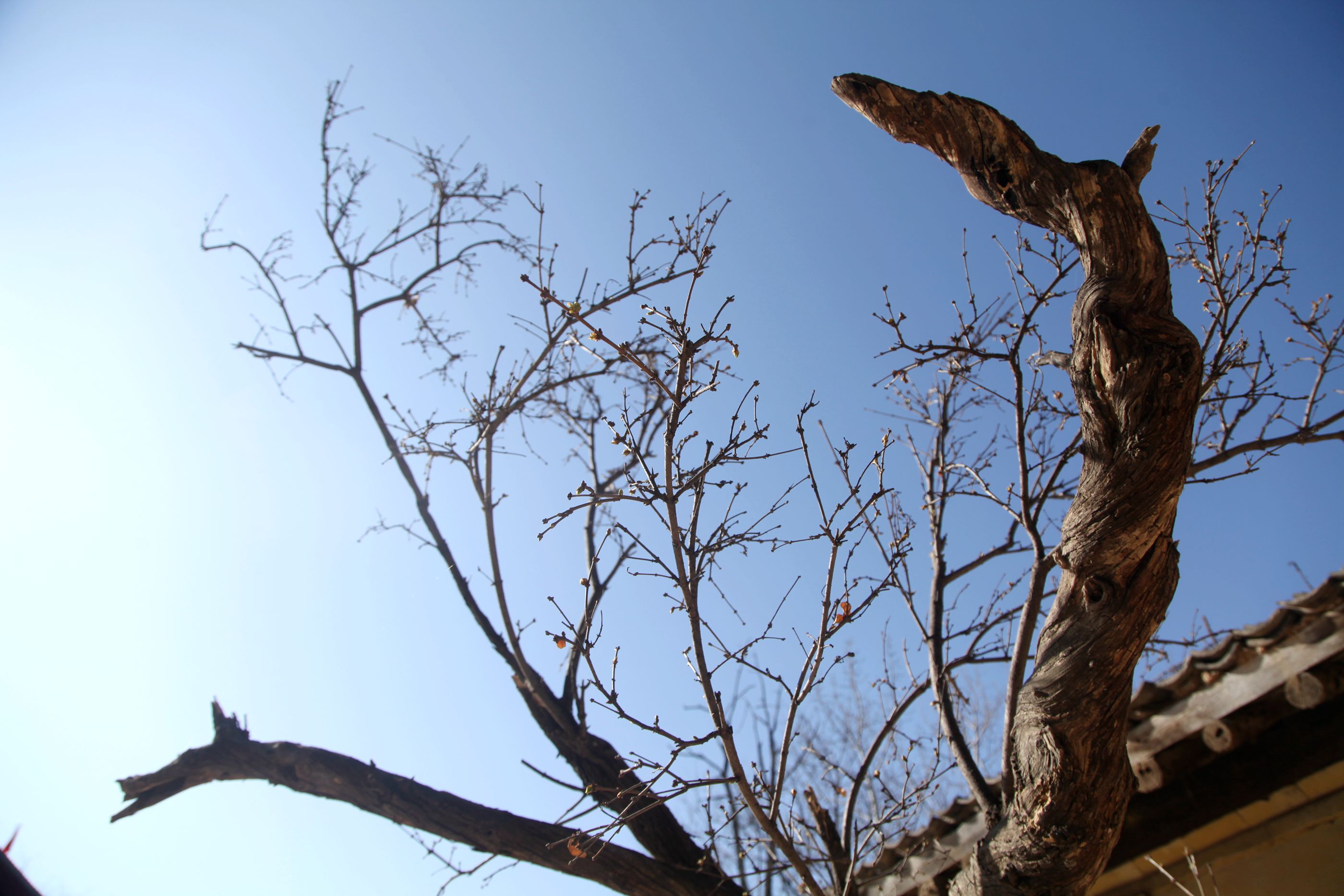 河南农村百年丁香古树被盗,破案后真相大白,家贼难防