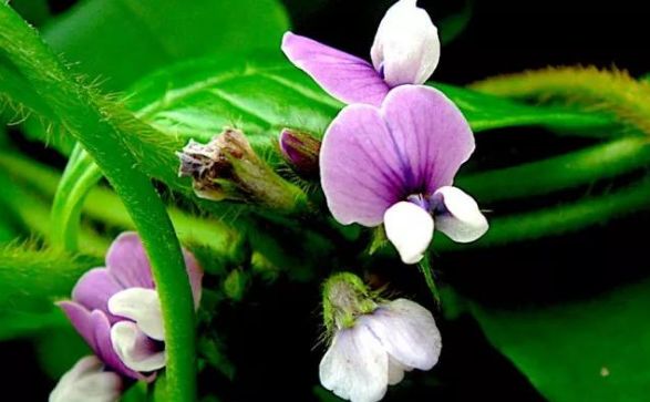 北京科学中心：腊八豆是什么豆？腊八节，这些豆子你都会区分吗？