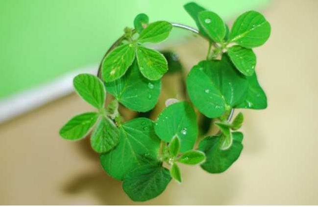 北京科学中心：腊八豆是什么豆？腊八节，这些豆子你都会区分吗？