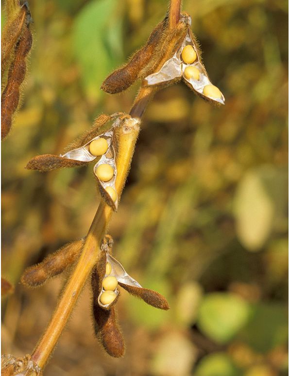 北京科学中心：腊八豆是什么豆？腊八节，这些豆子你都会区分吗？