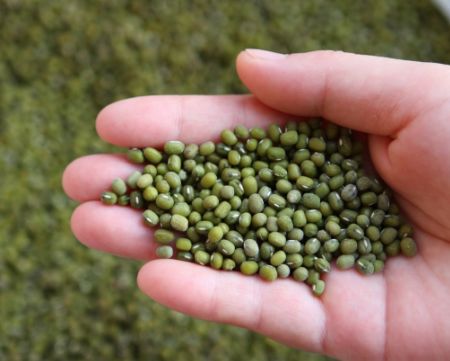 北京科学中心：腊八豆是什么豆？腊八节，这些豆子你都会区分吗？