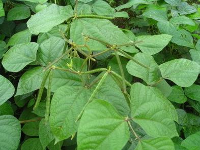 北京科学中心：腊八豆是什么豆？腊八节，这些豆子你都会区分吗？