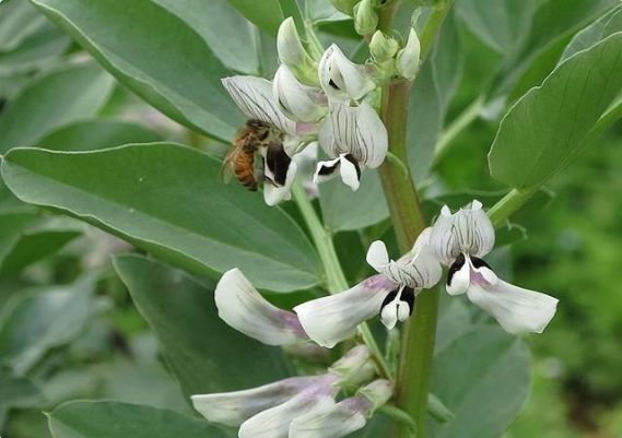 北京科学中心：腊八豆是什么豆？腊八节，这些豆子你都会区分吗？