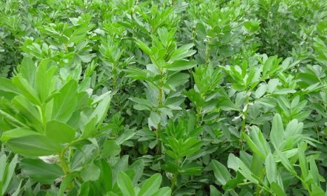 北京科学中心：腊八豆是什么豆？腊八节，这些豆子你都会区分吗？