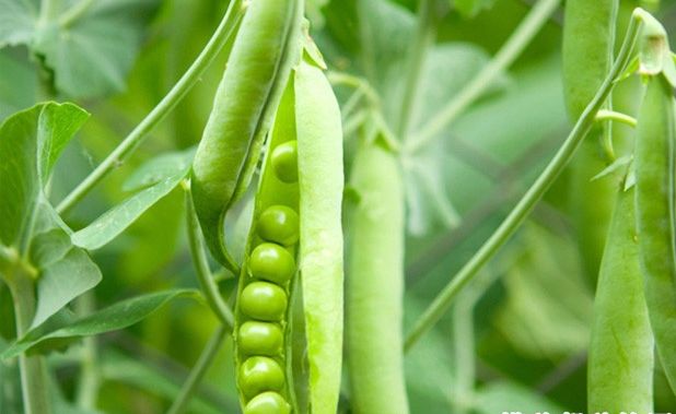 北京科学中心：腊八豆是什么豆？腊八节，这些豆子你都会区分吗？