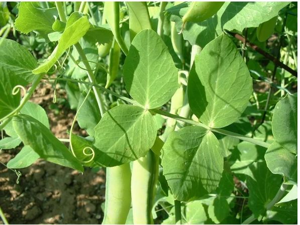 北京科学中心：腊八豆是什么豆？腊八节，这些豆子你都会区分吗？