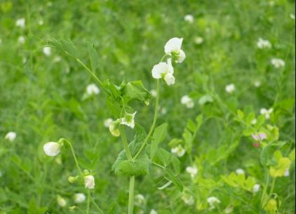 北京科学中心：腊八豆是什么豆？腊八节，这些豆子你都会区分吗？