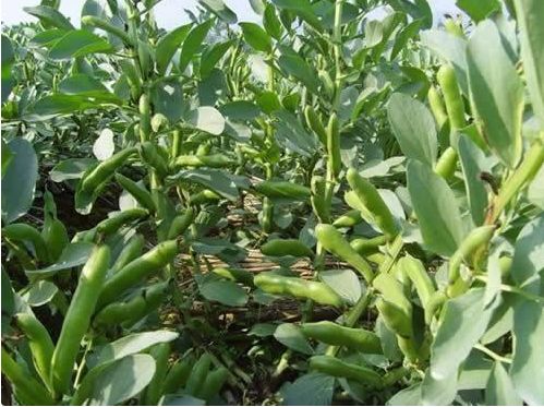 北京科学中心：腊八豆是什么豆？腊八节，这些豆子你都会区分吗？