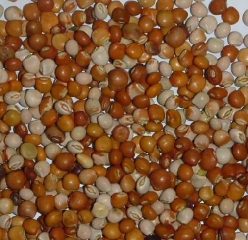 北京科学中心：腊八豆是什么豆？腊八节，这些豆子你都会区分吗？