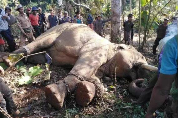 「半岛晨报」2天杀3人！为了抓住“疯魔”凶手，医生射出3支麻醉弹