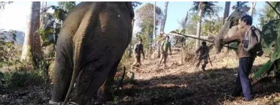 「半岛晨报」2天杀3人！为了抓住“疯魔”凶手，医生射出3支麻醉弹