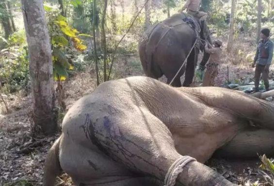 「半岛晨报」2天杀3人！为了抓住“疯魔”凶手，医生射出3支麻醉弹