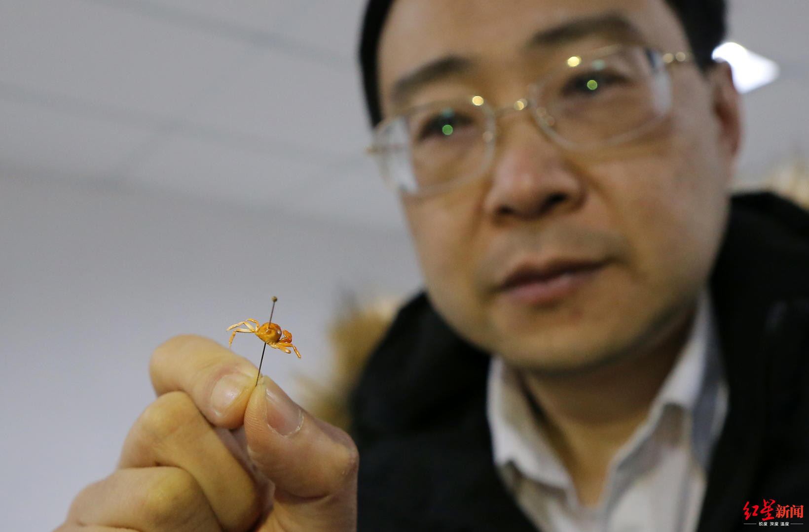 【红星新闻】昆虫博物馆馆长在扇贝中竟吃出“世界最小种类螃蟹”：可遇不可求