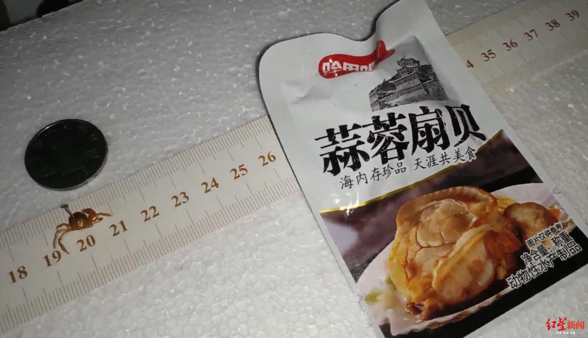 【红星新闻】昆虫博物馆馆长在扇贝中竟吃出“世界最小种类螃蟹”：可遇不可求