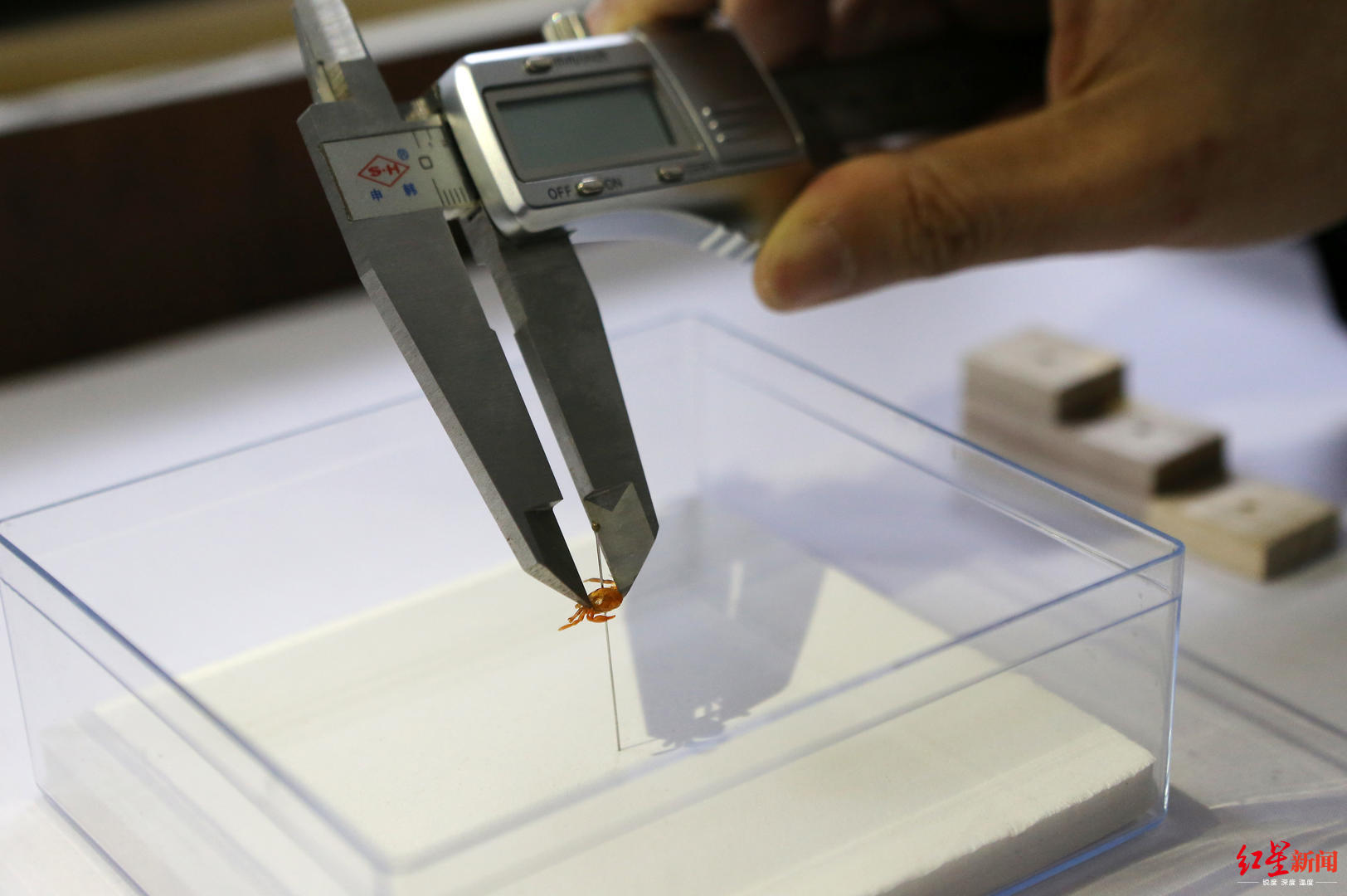 【红星新闻】昆虫博物馆馆长在扇贝中竟吃出“世界最小种类螃蟹”：可遇不可求