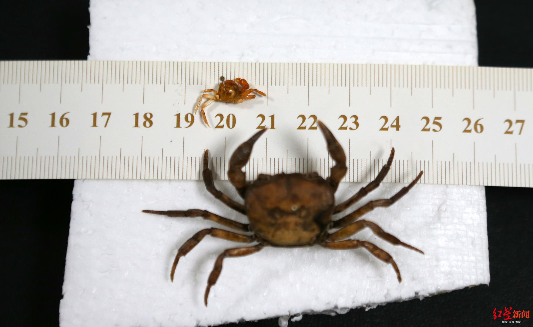 【红星新闻】昆虫博物馆馆长在扇贝中竟吃出“世界最小种类螃蟹”：可遇不可求