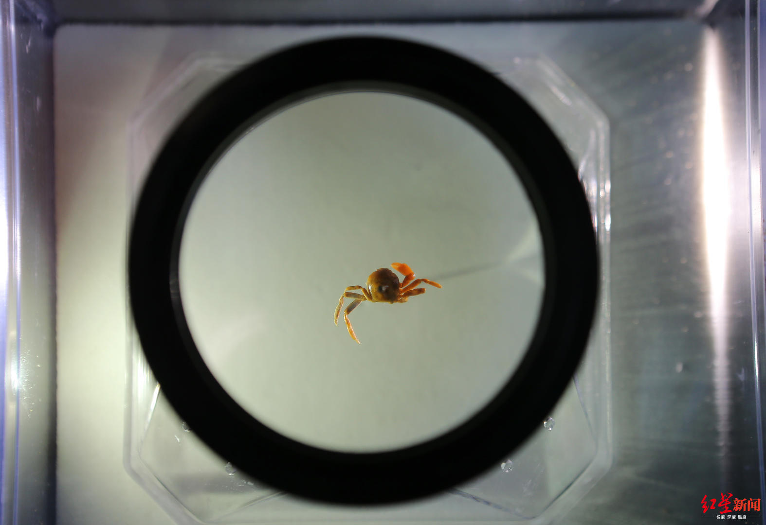 【红星新闻】昆虫博物馆馆长在扇贝中竟吃出“世界最小种类螃蟹”：可遇不可求