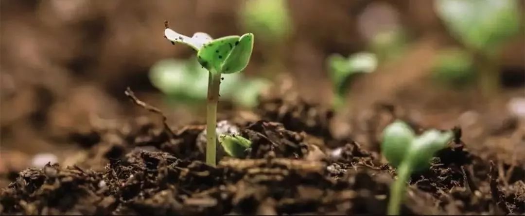 「中国国际进口博览会」人民日报推出微视频《十年》，“四叶草”入镜21世纪第二个十年