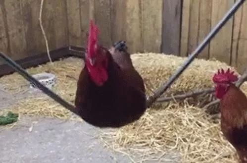 北京台春晚：不吃味精、鸡精的人，都看看吧！原来这么多年都错了！