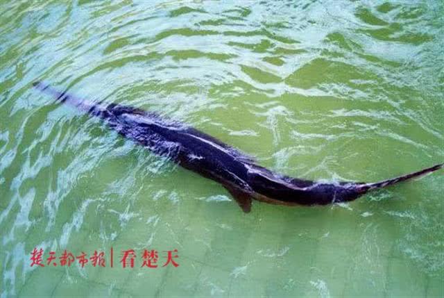 「荆楚网」噩耗：长江又一物种宣布灭绝