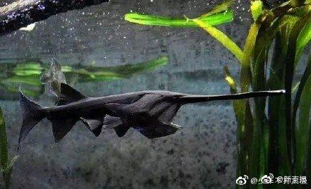 「映象网」今晨，这个消息冲上热搜，网友哭了