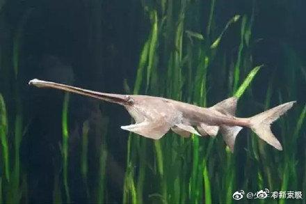 「映象网」今晨，这个消息冲上热搜，网友哭了