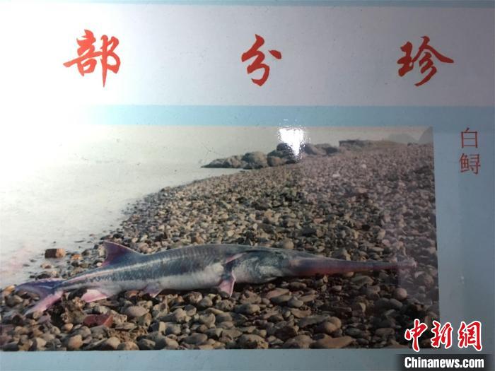 经济日报：痛心！研究称预计长江白鲟灭绝 专家呼吁关注“极危”物种
