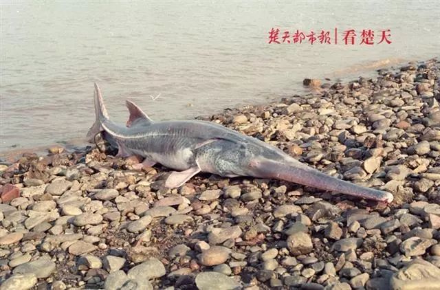 东北网@「痛心」噩耗登上热搜！网友哭了……