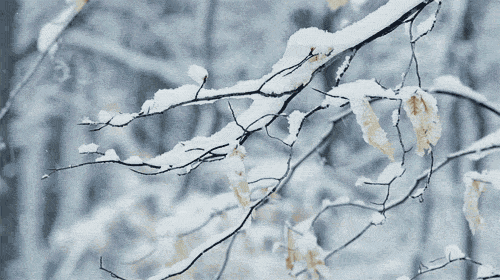 #农业科技报#注意！雨雪即将上线，农业专家支招：农作物如何应对低温雨雪冰冻天气