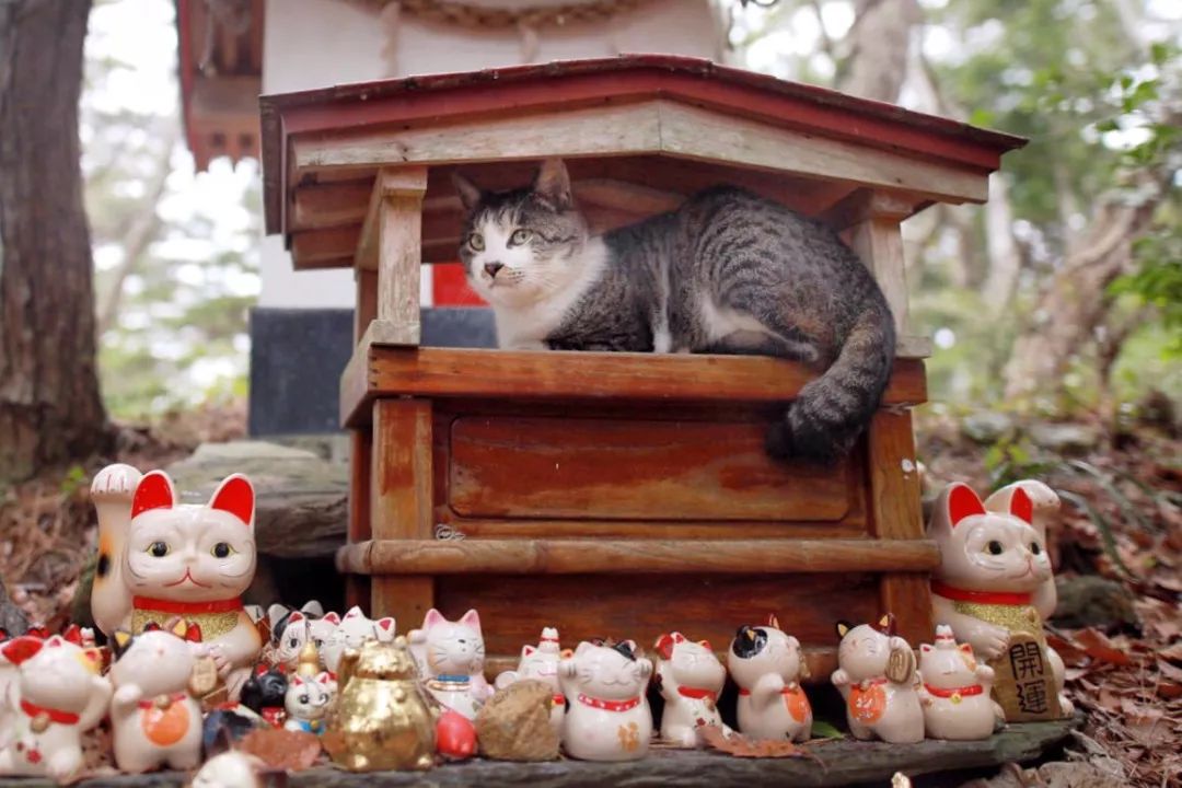 拥有十几座猫岛在寺庙和神社供奉猫日本人为什么爱猫如命