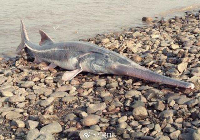 掌上春城■长江白鲟灭绝！从未遇见，听闻已是永别