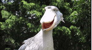 [视觉志]对不起，这是我最后一张照片了