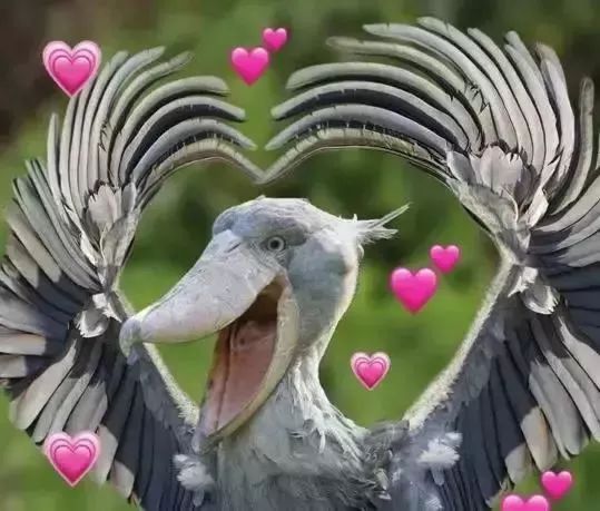 [视觉志]对不起，这是我最后一张照片了