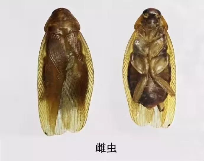 海关发布@捉虫达人又抓了哪些新家伙？