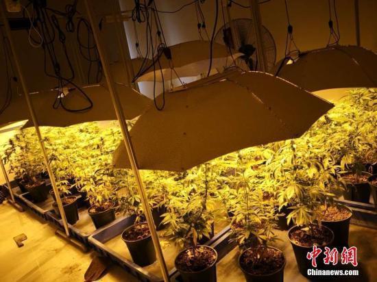 [红星新闻]美国大麻合法的狂欢背后：医用无罪，娱乐也无罪？