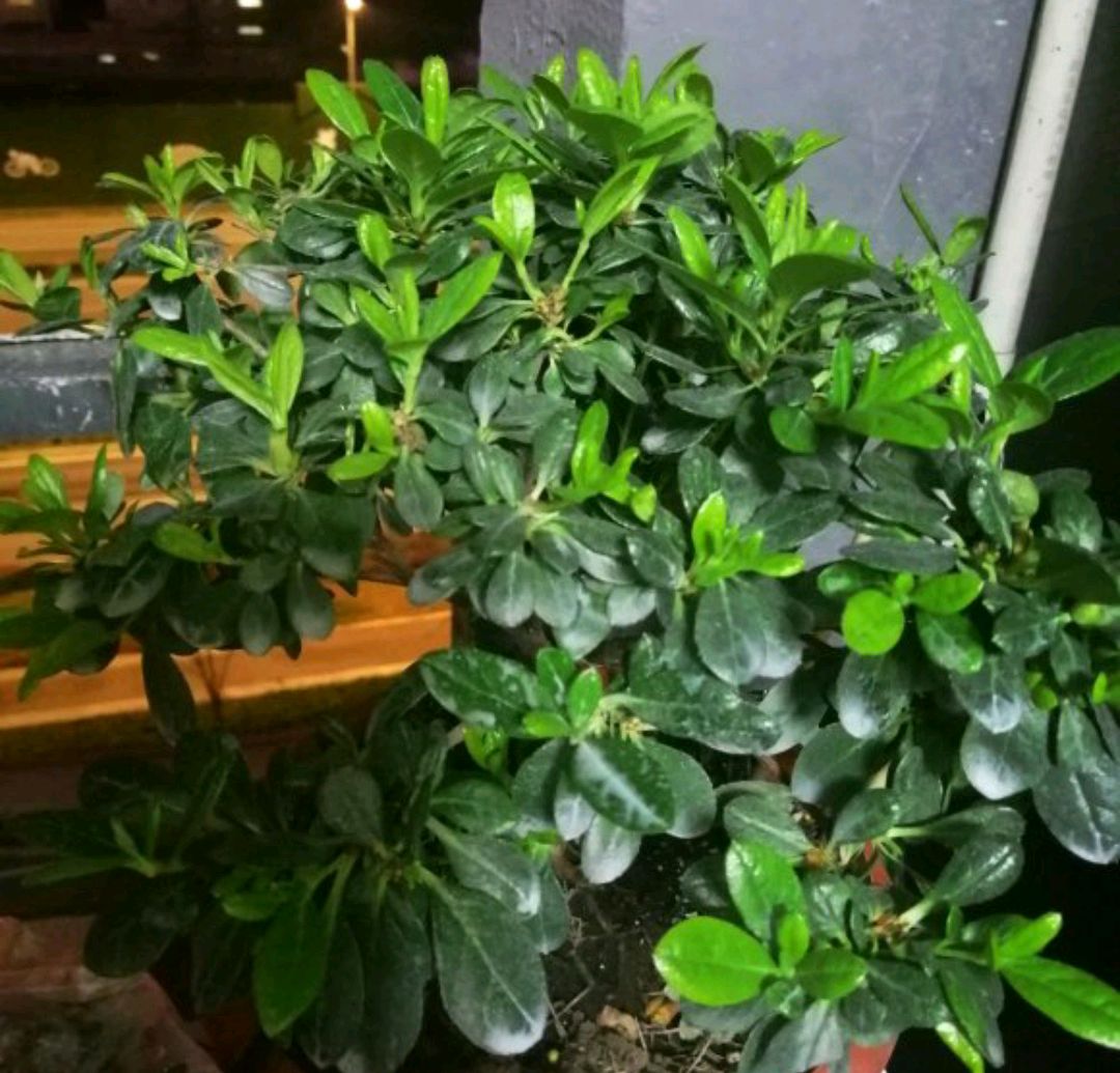 杜鹃花冬季不休眠蹭蹭冒新芽不休眠怎么办有强制休眠一说吗