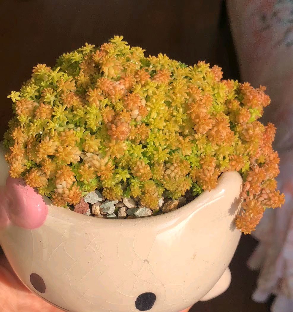 黄金草(黄金草的养殖方法和注意事项)
