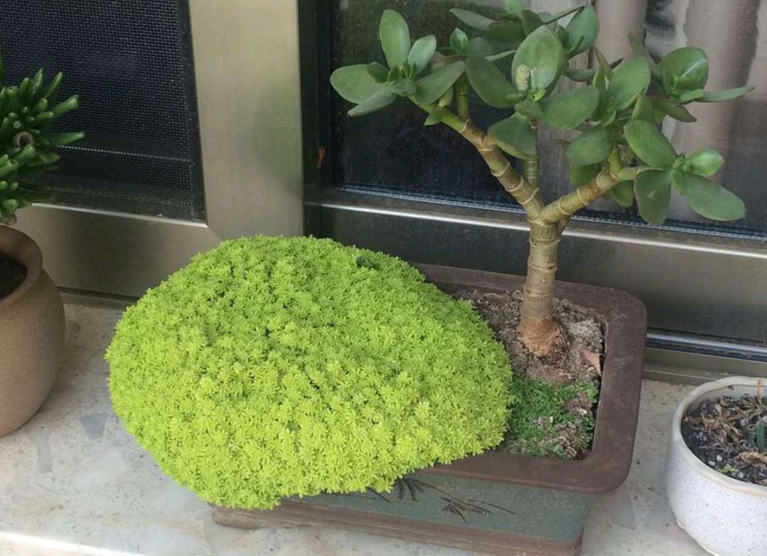 黄金草只会用来做盆景护盆黄金草做盆栽出锦了比多肉还漂亮