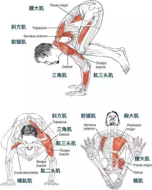 求实瑜伽丨高难度瑜伽体式挑战如何轻松地撑起乌鸦式