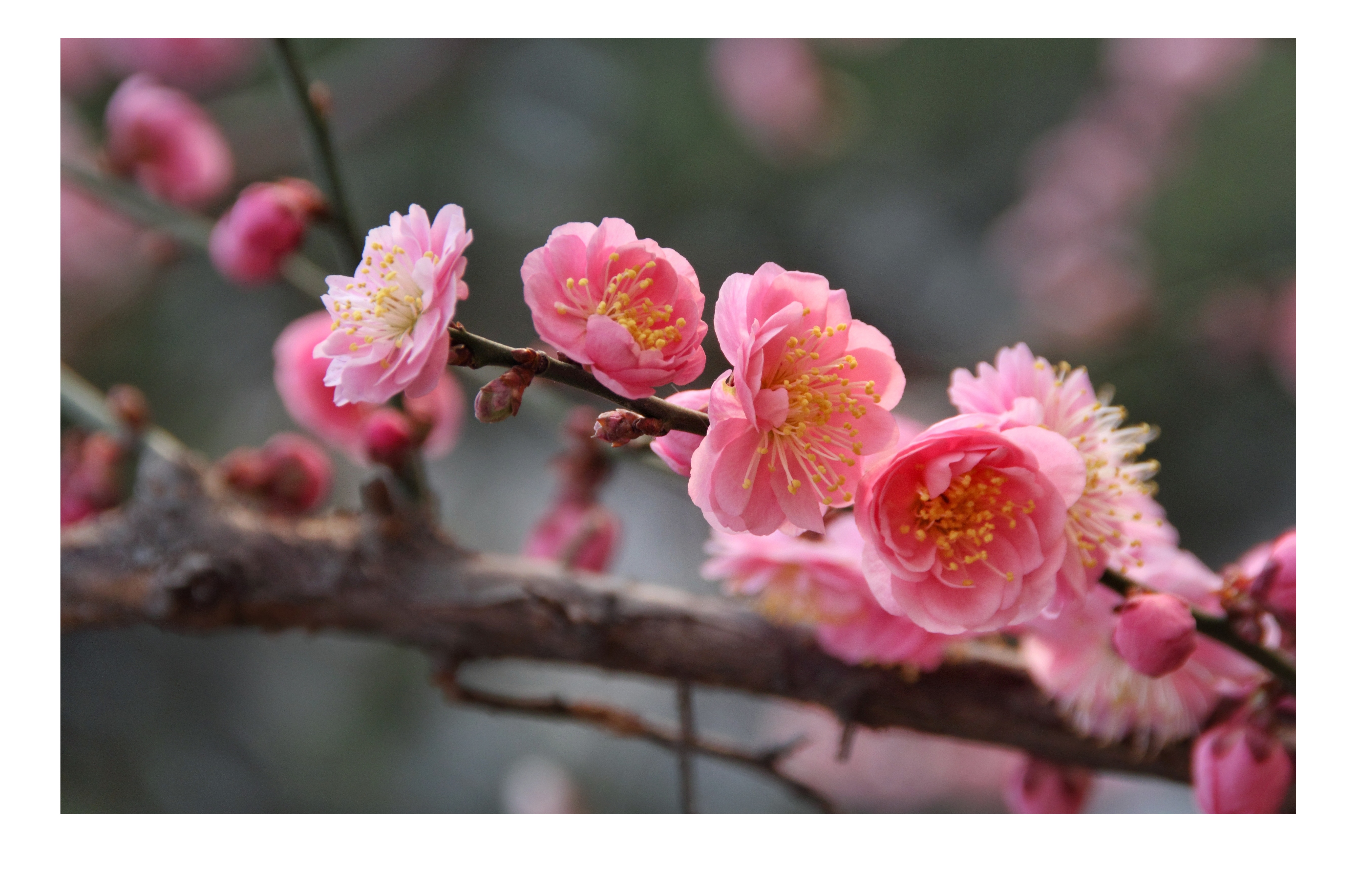 王安石梅花诗中的梅其实是腊梅而非梅花