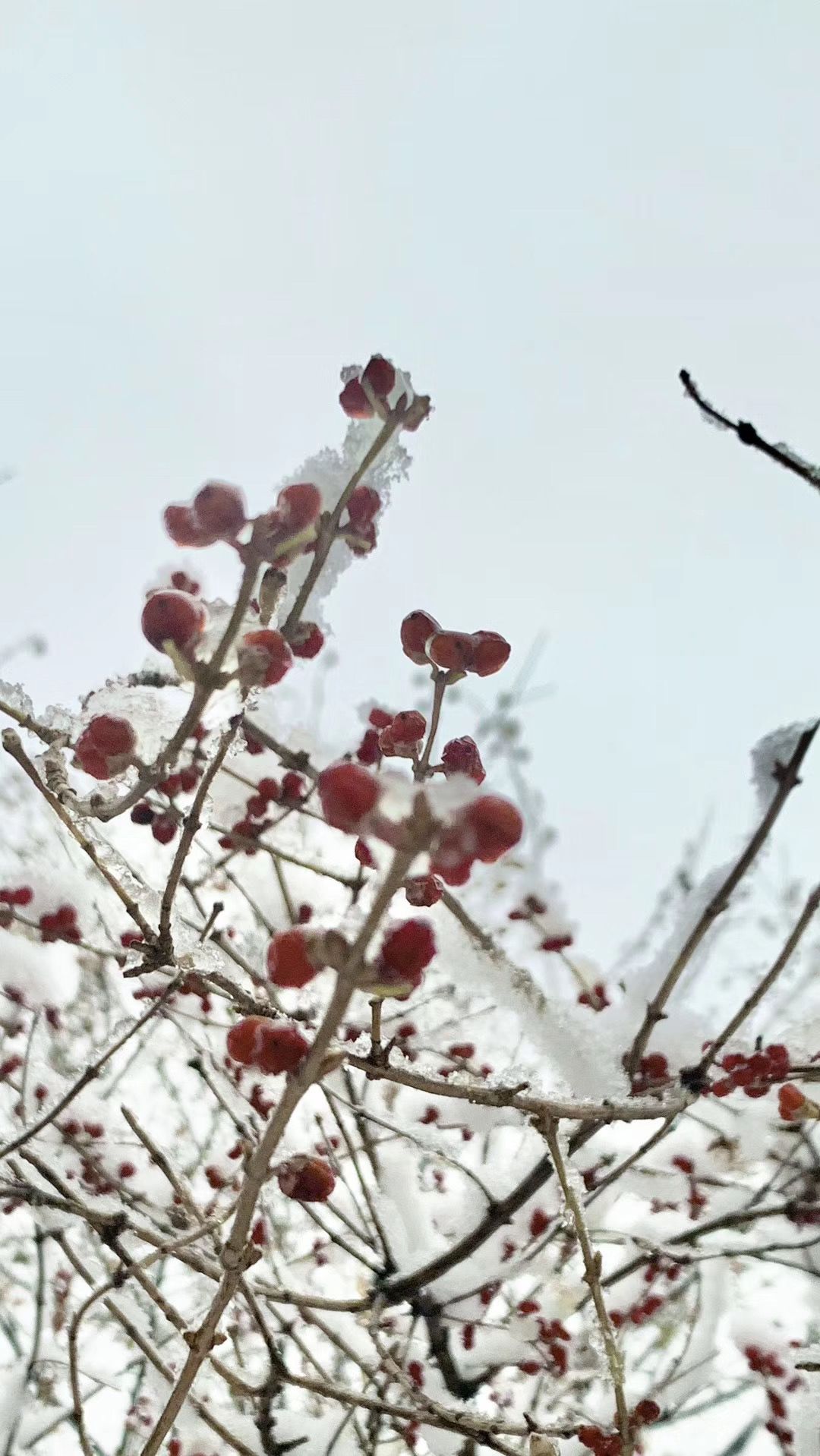 「环球时报」2020年的第一场雪，来了！