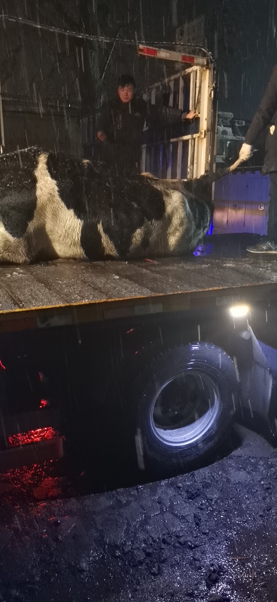 「河南交通广播」司机雪夜丢牛高速路 高速交警寻牛返失主