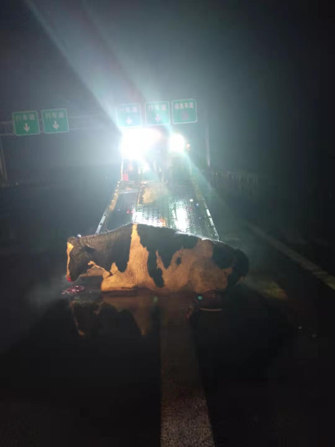 「河南交通广播」司机雪夜丢牛高速路 高速交警寻牛返失主
