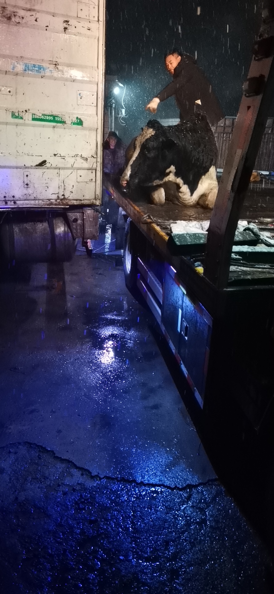 「河南交通广播」司机雪夜丢牛高速路 高速交警寻牛返失主