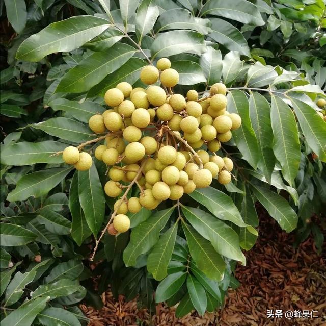 龙眼育苗过程中怎么才能提高成活率这些细节是关键