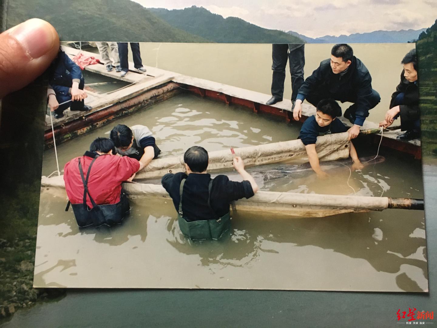 [红星新闻]“最后的长江白鲟”目击者，正为长江鲟重返长江努力