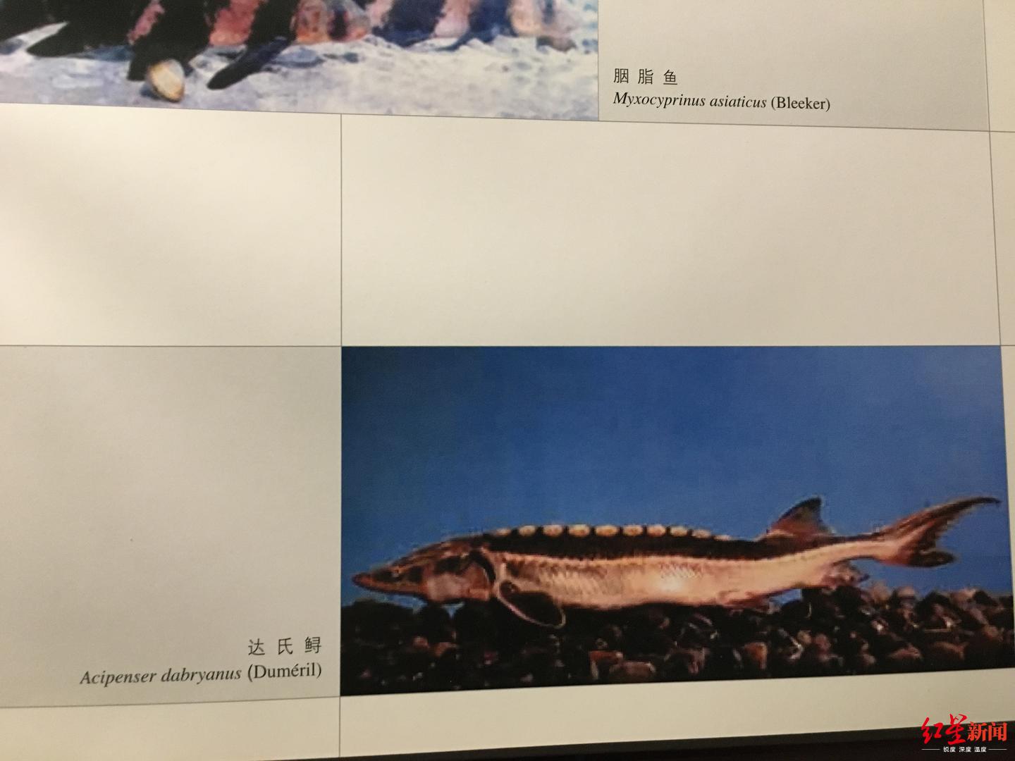 [红星新闻]“最后的长江白鲟”目击者，正为长江鲟重返长江努力