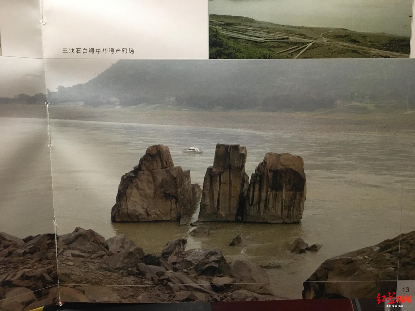 [红星新闻]“最后的长江白鲟”目击者，正为长江鲟重返长江努力