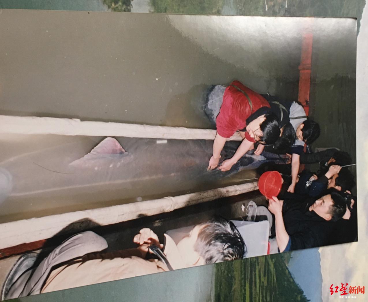 [红星新闻]“最后的长江白鲟”目击者，正为长江鲟重返长江努力